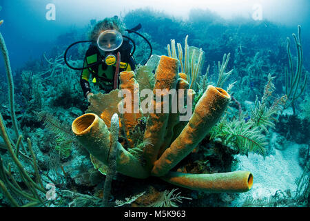 I subacquei in un tubo giallo spugna (Aplysina fistularis), Utila island, Bay Islands in Honduras Caraibi Foto Stock