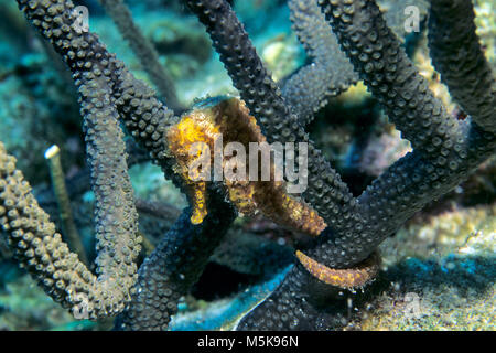Longnose Sea Horse (Hippocampus reidi), azienda in corallo, isola di Cozumel, Messico, Caraibi Foto Stock