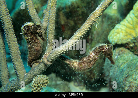 Due Longnose cavalli marini (Hippocampus reidi), tenendo un corallo, isola di Cozumel, Messico, Caraibi Foto Stock