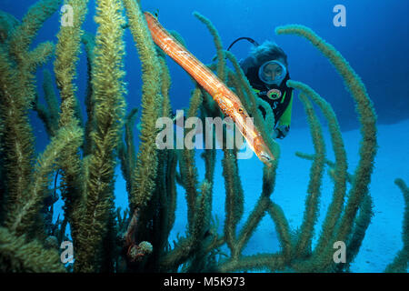 Scuba Diver orologi una tromba di pesce (Aulostomus maculatus) in corrispondenza di una fessura giganti di mare dei pori asta (Plexaurella nutans), isola di Cozumel, Messico, Caraibi Foto Stock