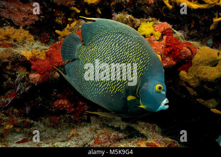 Franzosen-Kaiserfisch (Pomacanthus parù), Cozumel, Mexiko, Karibik | French Angelfish (Pomacanthus parù), Cozumel, Messico, Caraibi Foto Stock