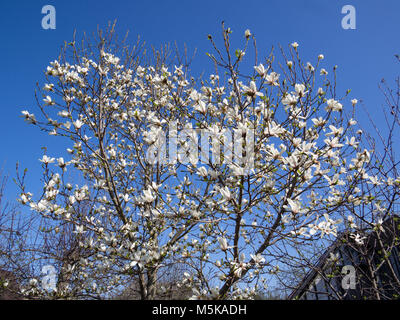 Arbusto a fioritura magnolia contro il cielo blu Foto Stock