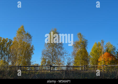 Alberi colorati in autunno nella parte anteriore di un profondo cielo blu nel mese di ottobre Foto Stock