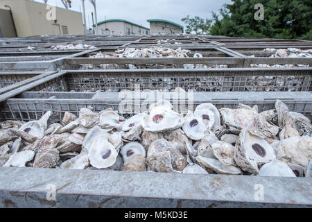 Vassoi di metallo riempito fino all'orlo con gusci di ostrica, Cambridge, Maryland. Foto Stock