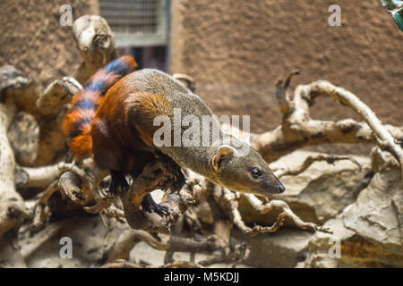 Anello-tailed mongoose Foto Stock