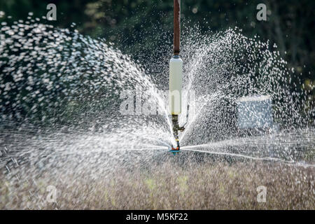 La spruzzatura di acqua al di fuori della testina sprinkler del sistema di irrigazione come campo di acque di fagioli di soia, Tifton, Georgia Foto Stock