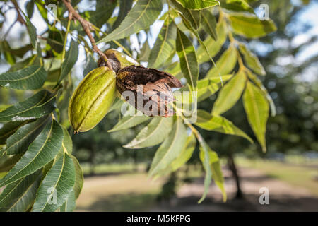 Gruppo di noci di pecàn ancora sull'albero pronte per essere raccolte, Tifton, Georgia. Foto Stock