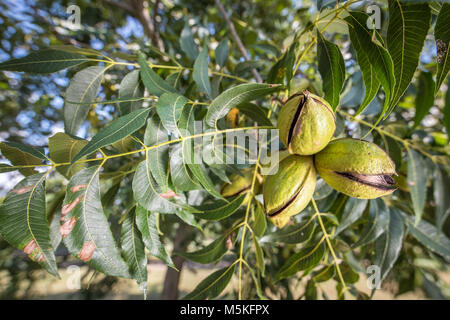 Gruppo di noci di pecàn ancora sull'albero pronte per essere raccolte, Tifton, Georgia. Foto Stock