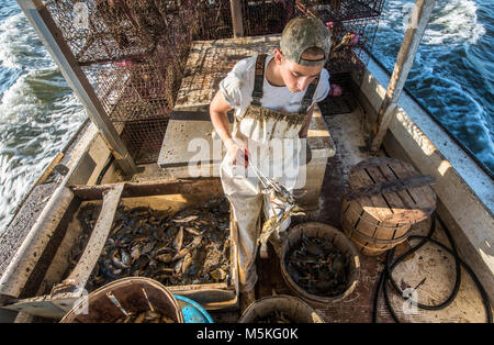 Giovani waterman utilizza le infradito di esaminare appena catturati Chesapeake granchio blu permanente, mentre in barca nella baia di Chesapeake, Dundalk, Maryland. Foto Stock