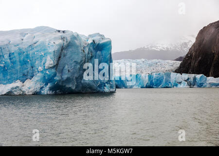 Robusto faccia del grigio Glaciar fonde e vitelli nel Lago grigio; Parco Nazionale Torres del Paine; Patagonia; Cile Foto Stock