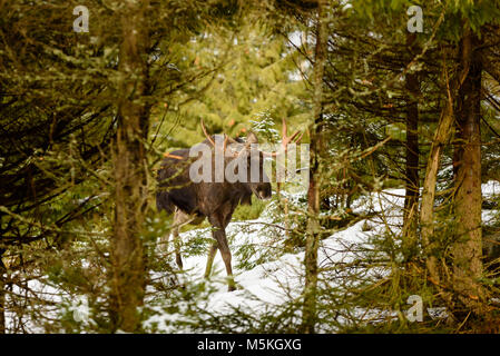 Alci (Alces alces) bull a piedi nella foresta di conifere. Animale incorniciato da una fitta vegetazione e visto attraverso una apertura nella foresta. Neve sul terreno Foto Stock