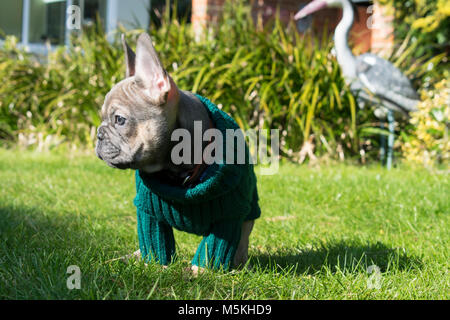 Bulldog francese cucciolo indossando un ponticello - prendere il sole nel giardino ( Blu - Sable ) Foto Stock