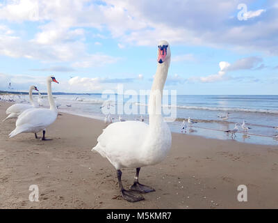 Cigni pongono sulla spiaggia. Gabbiani in background sulla spiaggia. Foto Stock