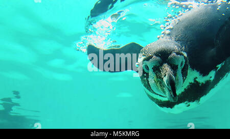 Penguin immersioni a la Rostocker Zoo Foto Stock