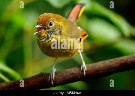 Chestnut-tailed minla bird live sul Doi Inthanon,Chiengmai,Thailandia Foto Stock