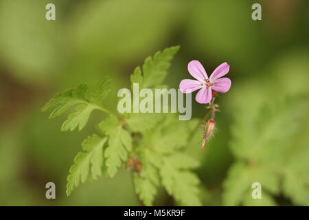 Geranium robertianum Foto Stock