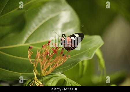 Bella postino comune butterfly Foto Stock