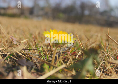 Singoli giallo tarassaco in primavera. Foto Stock