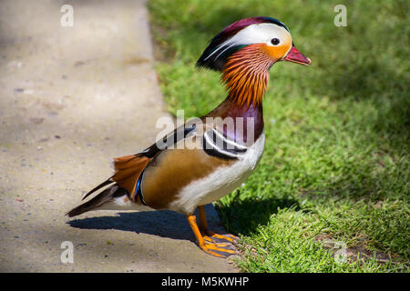 Anatra Mandarina Foto Stock