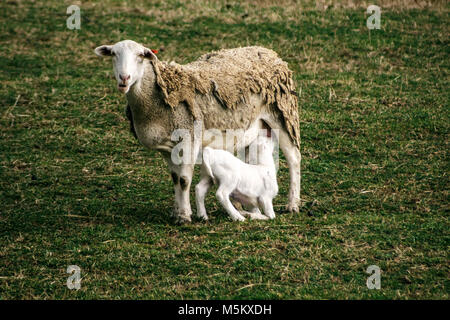 Un agnello (Ovis aries) (bianco) Dorper infermieri da sua madre in un pascolo al Biltmore Estate in Asheville, NC, Stati Uniti d'America Foto Stock