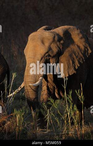 Elefante africano (Loxodonta africana) alimentazione, Kruger National Park, Sud Africa Foto Stock