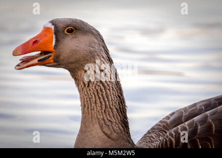 Ritratto di un colore grigio-lag goose Foto Stock