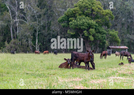 Bovini da carne in una fattoria nel nord del NSW, Australia Foto Stock