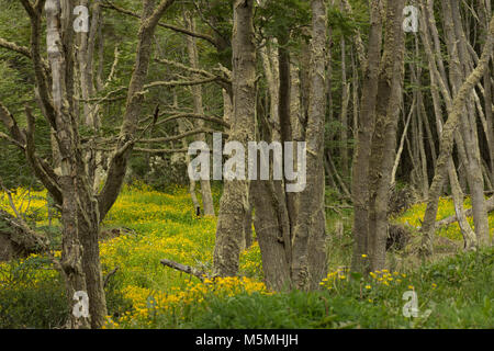 Una foresta di alberi decidui con moss sulle loro linee e ranuncolo giallo fiori sul suolo della foresta. Lussureggiante verde erba è in primo piano. Foto Stock