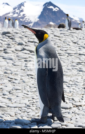 Un pinguino reale in piedi di profilo su una pietra grigia spiaggia. Montagne innevate e più re pinguini sono in background. La sua ombra cade di fronte h Foto Stock