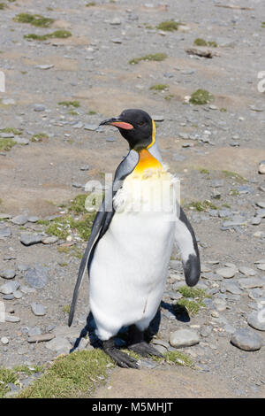 Close up di un pinguino reale che è muta. Egli è in piedi su una spiaggia rocciosa di fronte alla macchina fotografica. Foto Stock