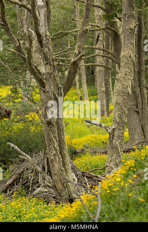 Una foresta di alberi decidui con moss sulle loro linee e ranuncolo giallo fiori sul suolo della foresta. Lussureggiante verde erba è in primo piano. Foto Stock