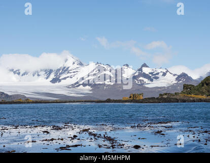 Robusto, montagne innevate in Georgia del Sud con un bay off l'Oceano Atlantico. Il Lichen coperto rocce sono in piano medio e kelp galleggianti in b Foto Stock