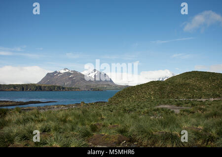 Patch di erba tussac su Prion Island sono in primo piano. Montagna selvaggia con macchie di neve e le acque blu dell'Oceano Atlantico è visto che ho Foto Stock