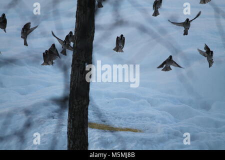 Famiglia vivid di sparrow bird volare in aria guardare come il ballo Foto Stock