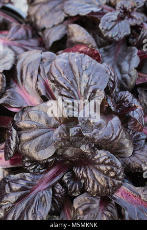 Ajuga reptans "capesante nero' Foto Stock