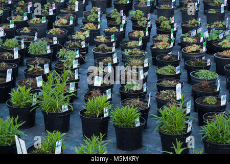 Una varietà di vasi di piante perenni essendo cresciuto in un vivaio di produzione Foto Stock