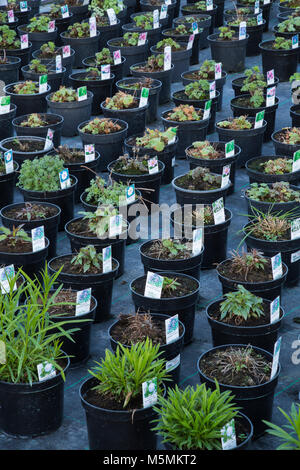 Una varietà di vasi di piante perenni essendo cresciuto in un vivaio di produzione Foto Stock