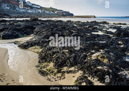 Le alghe esposti a bassa marea su una deserta spiaggia di Sennen Cove in Cornovaglia. Foto Stock