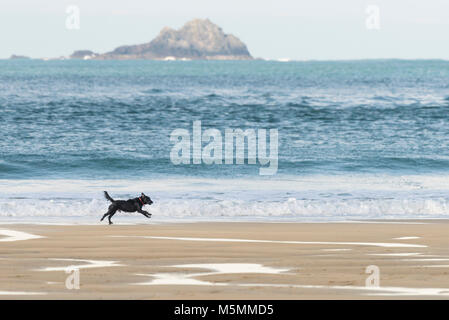 Un cane che corre lungo il litorale a Sennen Cove in Cornovaglia. Foto Stock