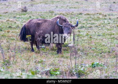 Phobjikha, Bhutan. Bestiame, metà Yak-Half mucca, vicino Phobjikha. Foto Stock