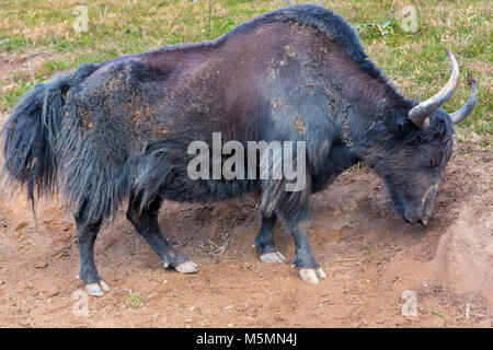 Phobjikha, Bhutan. Bestiame, metà Yak-Half mucca, vicino Phobjikha. Foto Stock