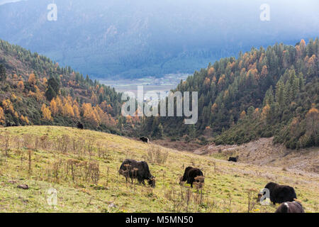 Phobjikha, Bhutan. Bestiame, metà Yak-Half mucca, vicino Phobjikha. Foto Stock