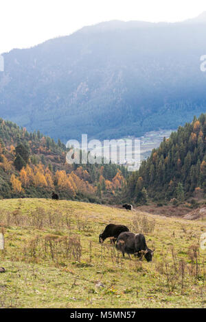 Phobjikha, Bhutan. Bestiame, metà Yak-Half mucca, vicino Phobjikha. Foto Stock