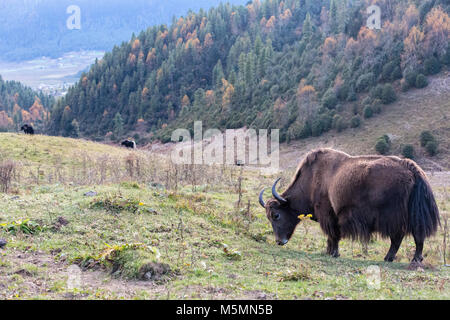 Phobjikha, Bhutan. Bestiame, metà Yak-Half mucca, vicino Phobjikha. Foto Stock