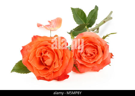 Due coral rose isolati su sfondo bianco. Foto Stock