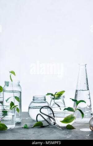 Mini vasi di vetro con piante verdi, di foglie e di giardinaggio forbici cinesi su un sfondo di calcestruzzo. Concetto di primavera con copia spazio. Giardinaggio minimalista in chiave di alta. Foto Stock