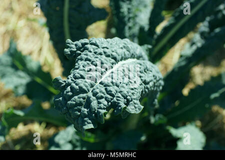Close up freshTuscan kale. Bella boccole fresco di cavolo nero cresce su letti. La presente superproduct è pronto per l'uso. Foto Stock