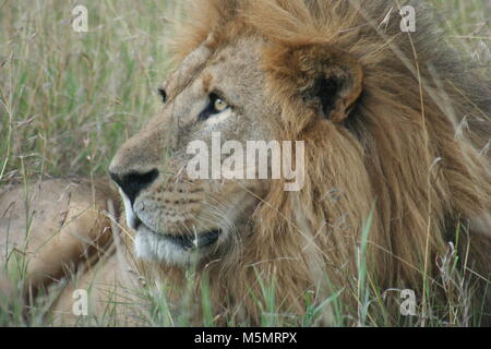 Lion maschio grande nel cuore della savana africana Masai Mara Kenya Foto Stock