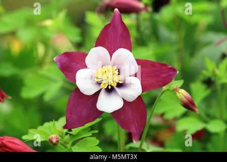 Columbine fiori e boccioli,closeup di viola con il bianco columbine fiore in fiore nel giardino Foto Stock