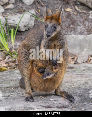 Swamp Wallaby mamma con Joey, Wallabia bicolor Foto Stock